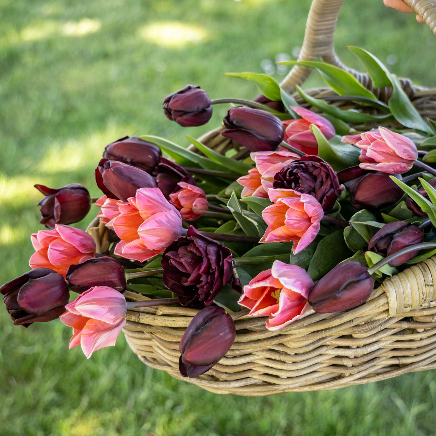 Tulpen-Mischung 'Chiaroscuro'